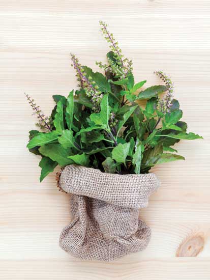Holy basil, also known as tulsi, is a widely-used and hugely beneficial plant when it comes to health.
